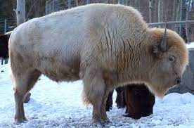 White Bison Buffalo White Bison By Salsolastock White Bison American Bison Bison Pictures