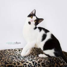 Here are 10 popular types of cats that can have a black and. Black And White Domestic Shorthair Cat Off 60