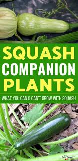 I've yet to find anything that a zucchini has a problem. The Best Squash Companion Plants For Your Backyard Garden