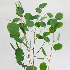 Silver Dollar Eucalyptus Wholesale Bulk Flowers Cascade Floral