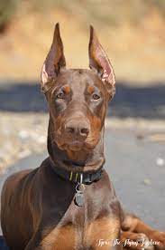 Here are some from nearby areas. Tyrus My Doberman Puppy Only 5 Months Old And Looks Grown Up Already Doberman Puppy Doberman Puppies