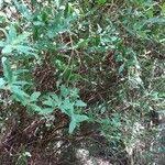 Image result for Hypericum roeperianum