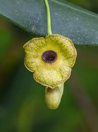 Image result for Aristolochia triactina