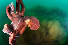 the giant Pacific octopus - WWF.CA