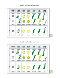 14 Pea Plant Traits Chart Pdf Genetics Activities
