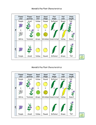 14 pea plant traits chart pdf genetics activities