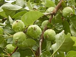8ft tall by 3ft wide. Small Green Apples Fruit On The Branch Stock Image Colourbox