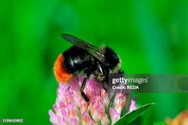 Image result for Bombus lapidarius