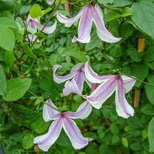 Image result for Clematis villosa