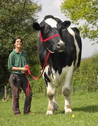 Image result for BIG ANIMALS