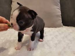 Elena is the sweetest boston terrier puppy. Boston Terrier Breeders Near Mentor Ohio