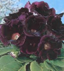 Gloxinia Hollywood Order Flowerbulbs Online African Violets Flowering Trees Purple Garden