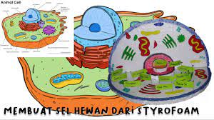 Maybe you would like to learn more about one of these? Membuat Sel Hewan Dari Styrofoam Youtube