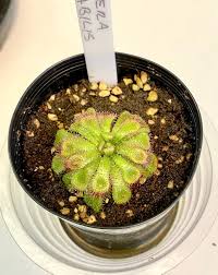 Image result for Drosera dielsiana