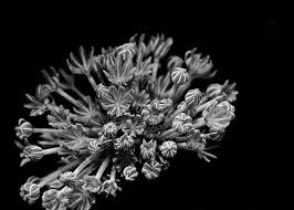 The work of ansel adams in the world of photography set the standard on the dramatic use of black and white in capturing nature as it is. Black And White Underwater Photography X Ray Mag