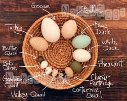 Bird Eggs For Sale In India Nature Photography Instant Downloadable File Premium Egg Mix In 2020 Bird Eggs Nature Photography Quail Eggs
