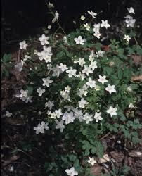 Image result for Aneilema petersii