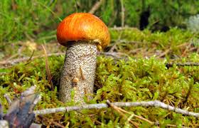Check spelling or type a new query. Orange Cap Boletus Mushroom Forest Free Photo On Pixabay