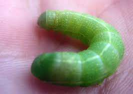 The caterpillars have millions of tiny barbed hairs on the bodies, which can fly off and cause skin inflammation, respiratory problems and even blindness. Fruitworm Control Tips For Controlling Green Worms On Fruit