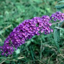 Dwarf butterfly bush is perfect for bringing butterflies into the garden and up close to the house. 17 Of The Best Butterfly Bush Varieties Gardener S Path