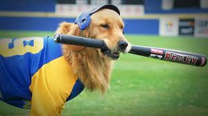 Jackie and patrick have recently welcomed josh and andrea's half brother noah. Air Bud Seventh Inning Fetch Rakuten Tv