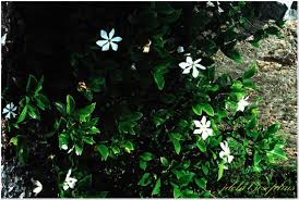 Image result for Gardenia transvenulosa