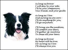 Jordyalan Dog Quotes Collie Border Collie Dog Quotes