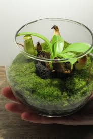 Pin On Terrariums And Desktop Gardens