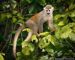 Common Squirrel Monkey La Macarena Colombia This Photo Was Taken July 7 2017 In La Macarena Colombia 2017 Adam R Squirrel Monkey Monkey Animal Photography