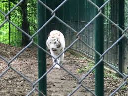 Grădina zoologică a fost deschisă la 9 mai 1978 și este unica în țara noastră. GrÄdina ZoologicÄ Din Sibiu Ne A PlÄcut AÈa Mult CÄ Ne Am Mai Dus O DatÄ Èi Blondele Gandesc