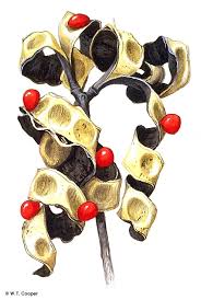 Image result for Tragia adenanthera