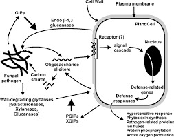 Jul 22, 2021 · figure: Walls And Pathogens