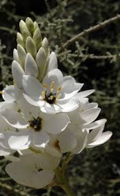 Image result for Hyacinthaceae