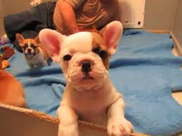French bulldog puppies for sale, french bulldog dogs for adoption and oregon french bulldog dog breeder. Sophie Pups French Bulldog Puppies Oregon French Bulldog Breeders Youtube