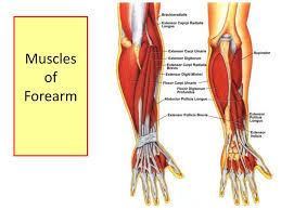 If we consider the nerve supply of the muscles of the posterior compartment of the forearm (radial), then all of the muscles supplied by that nerve should be located in that compartment. Muscles Of The Anterior Forearm Ppt Download