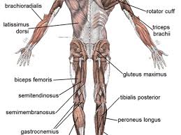 Oct 16, 2020 · @universityofky posted on their instagram profile: Human Muscular System What S The Busiest Muscle In The Body Owlcation