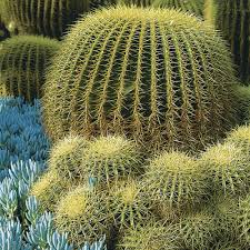 Any relevant info regarding the specimen from multiple photographs (different angles, proximity, et cetera) ferrocactus wislizeni and the other 2 are echinocactus grusonii. Golden Barrel Cactus Finegardening