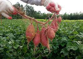 Find out how to grow your own if you've only rarely dealt with sweet potatoes (either in the garden or the kitchen), you might be you can either plant sweet potatoes in pots or straight in the ground. Sweet Potatoes Planting Growing And Harvesting Sweet Potatoes The Old Farmer S Almanac