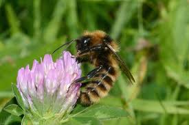 Image result for Bombus subterraneus