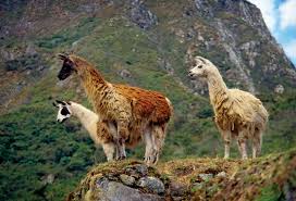 Llama | Description, Habitat, Diet, & Facts | Britannica