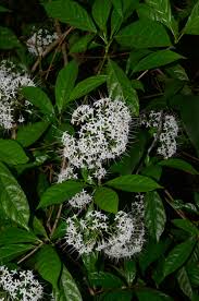 Image result for Pavetta sp. I