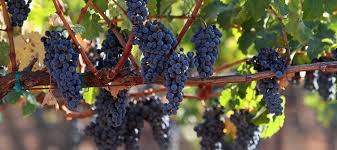 How to water grape vines. Pruning And Maintaining Your Grape Vines Dave S Garden