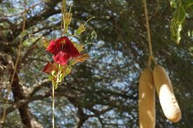 Image result for Kigelia africana