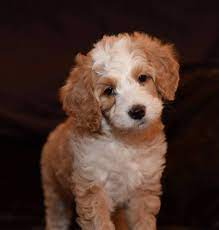 All dogs live in the house and are part of Monarch Australian Labradoodles Home Facebook