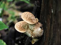 But add just one more straw to the pile, and the camel. How To Cook The Dryad Saddle Or Pheasant Back Mushroom
