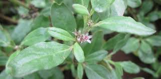 Image result for Zaleya