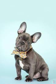 mini french bulldog crochet pattern pdf frenchie dog amigurumi pattern crochet blythe pet in 2021 puppy photography dog photograph dog photoshoot pet photography