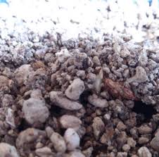 Image result for Entandrophragma caudatum