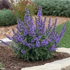 Image result for Buddleja davidii