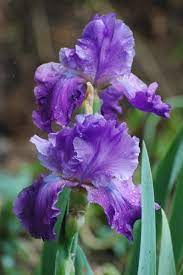 Purple Iris Flower Photo Jpg Iris Flowers Purple Iris Iris Flower Photos